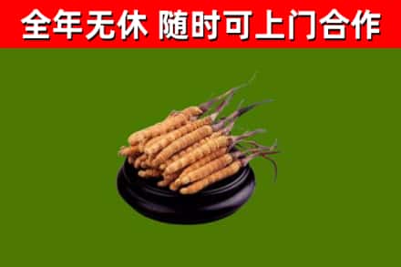 左云烟酒回收冬虫夏草.jpg