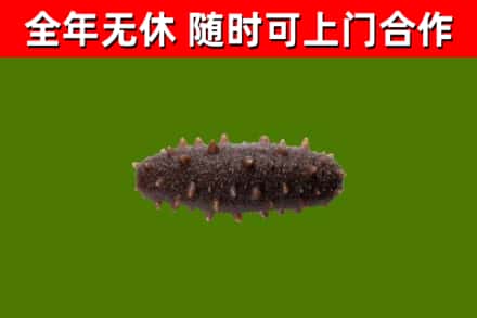 左云烟酒回收干海参.jpg